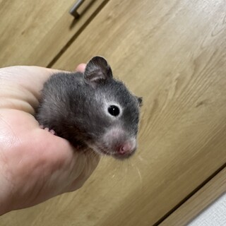 キンクマ 逆パンダ メス②