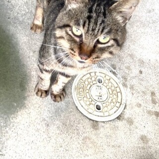 キジトラ　オス　野良猫　だれか家族に迎えてほしい