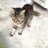 キジトラ　オス　野良猫　だれか家族に迎えてほしい サムネイル2