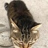 キジトラ　オス　野良猫　だれか家族に迎えてほしい サムネイル3