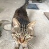 キジトラ　オス　野良猫　だれか家族に迎えてほしい サムネイル4