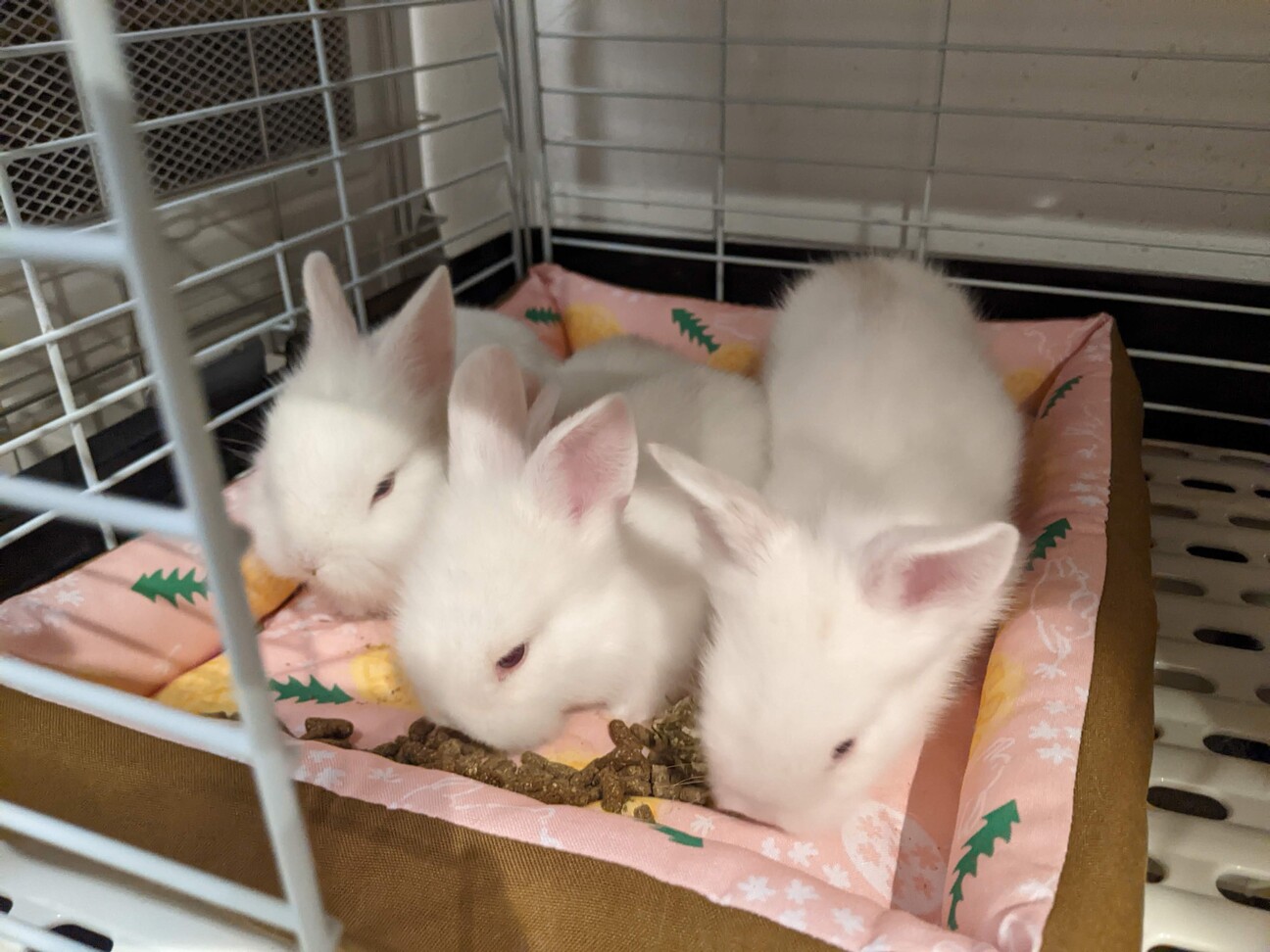 9/23生まれのウサギちゃんず」北海道 - 小動物の里親募集(528799