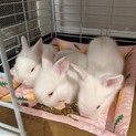 9/23生まれのウサギちゃんず