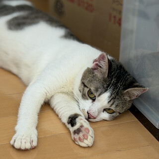 とってもとっても大きな甘えん坊！カフェくん