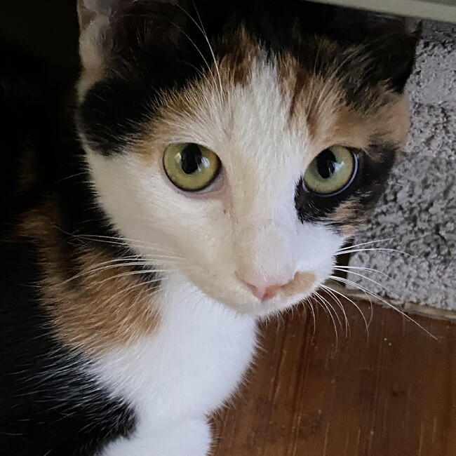 Momochan8258のカバー写真