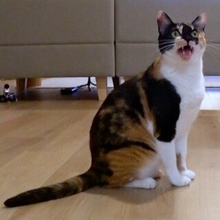 サンシャイン池崎さん預かり中！！♡ブルボンちゃん