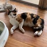 可愛い三毛猫の幸せ探し サムネイル2