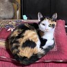 可愛い三毛猫の幸せ探し サムネイル3