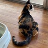 可愛い三毛猫の幸せ探し サムネイル4
