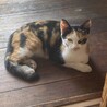 可愛い三毛猫の幸せ探し サムネイル6