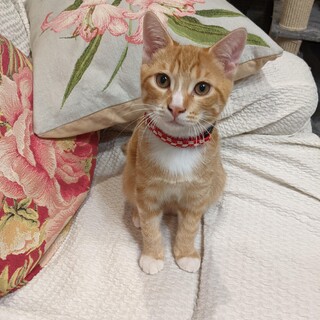 ひまわり君とそら君の里親さんを募集します。