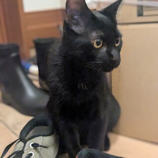 かわいい黒猫　ナチくん　温厚な男の子　