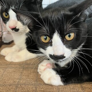 ちょびヒゲ白黒猫♀梅ちゃん約5ヵ月半