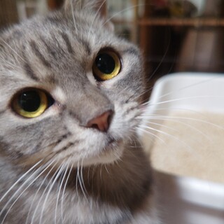 甘えん坊のアニーちゃん里親さん募集一時停止