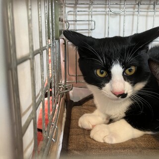 片ヒゲ白黒猫♂仁くん約5ヵ月半