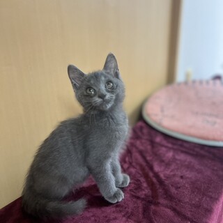 遊ぶの大好き　グレ子