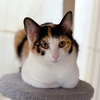 三兄妹お姉さん三毛猫♀やまめ4ヵ月