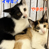 三兄妹お姉さん三毛猫♀やまめ4ヵ月 サムネイル4