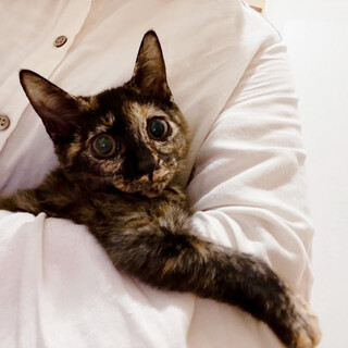 一番の甘えん坊♀サビ猫うぐい4ヵ月半