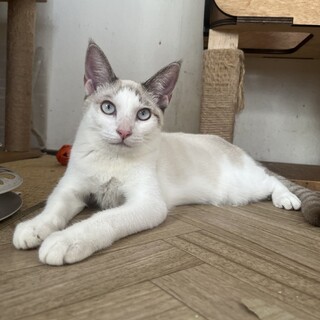 綺麗なアイスブルーの瞳　りぼんちゃん　6ヶ月