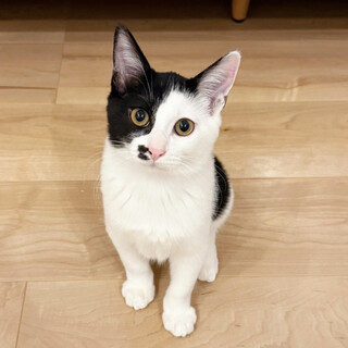 兄妹唯一の黒一転白黒猫♂イサキ4ヵ月
