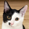 兄妹唯一の黒一転白黒猫♂イサキ4ヵ月 サムネイル2
