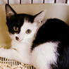 兄妹唯一の黒一転白黒猫♂イサキ4ヵ月 サムネイル3