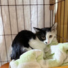 兄妹唯一の黒一転白黒猫♂イサキ4ヵ月 サムネイル4