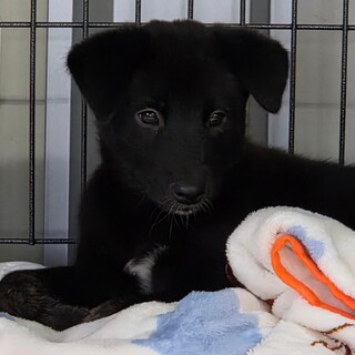 この子を助けてください