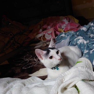 ぽんたちゃんの写真