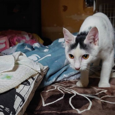 ぽんたちゃんの写真