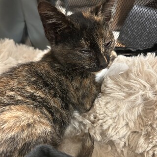 可愛い子猫の里親募集中です！