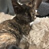 可愛い子猫の里親募集中です！