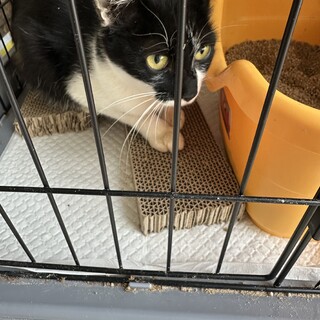 2、3歳白黒ママ猫