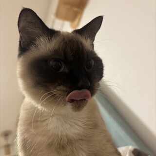 おばあちゃん猫