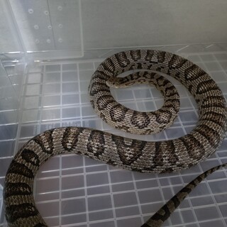 コーンスネーク　アネリ