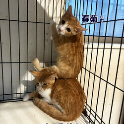 「11月1日の猫にゃんネットワーク府中の譲渡会へ参加」サムネイル2