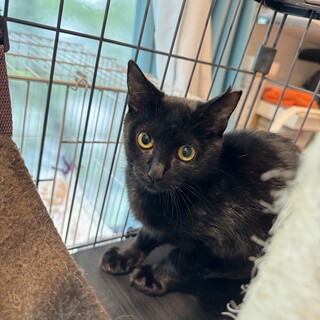 黒豹顔のカッコいい黒猫♡」東京都 - 猫の里親募集(47411