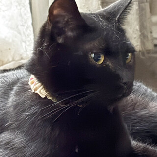 ようやく慣れてきた黒猫♀たか約2歳