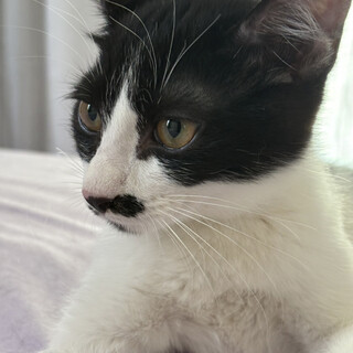 やんちゃ坊主な白黒猫♂ちっぴ6ヵ月半