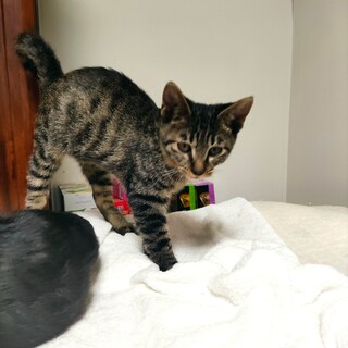 生後2ヶ月半くらい　キジトラ　オス