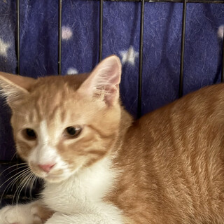 ゴロゴロな茶白猫♂ちょろぎ6ヵ月