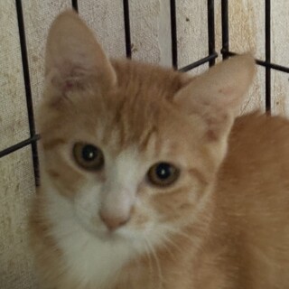 緊張気味な茶白猫♀春菊6ヵ月