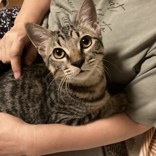 とても甘えん坊で飼いやすいムギ君1匹OK！