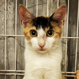 一人ぼっちだった三毛猫みつびし♀4ヵ月