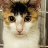 一人ぼっちだった三毛猫みつびし♀4ヵ月 サムネイル5