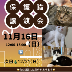 ねこのWa猫譲渡会〜静岡市葵区