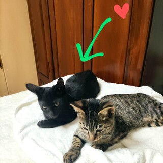 黒猫　オス　生後2ヶ月半〜3ヶ月人馴れしてます。。