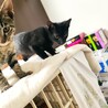 黒猫　オス　生後2ヶ月半〜3ヶ月人馴れしてます。。 サムネイル2