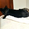 黒猫　オス　生後2ヶ月半〜3ヶ月人馴れしてます。。 サムネイル3